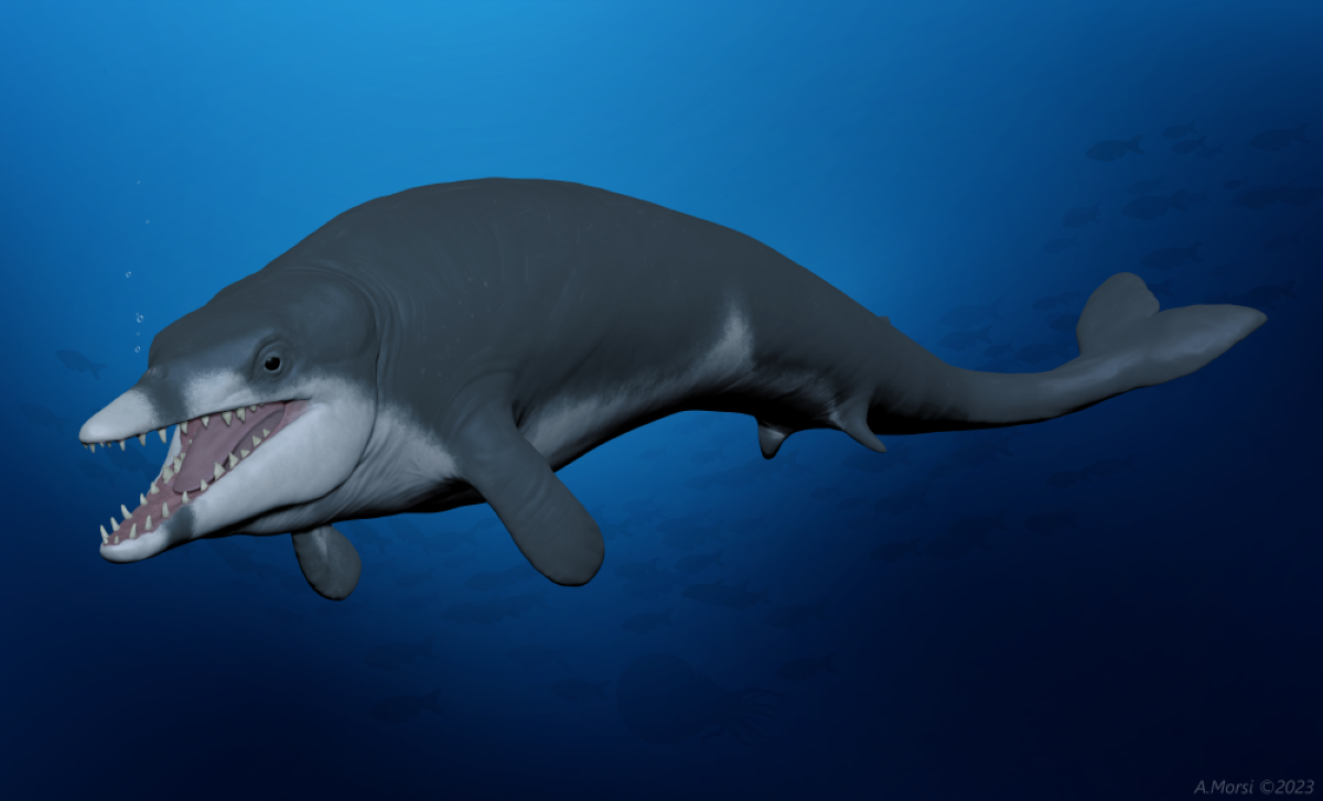 فريق بحثي يكتشف جنس ونوع جديد من الحيتان المنقرضة التي عاشت في مصر منذ حوالى41 مليون سنة