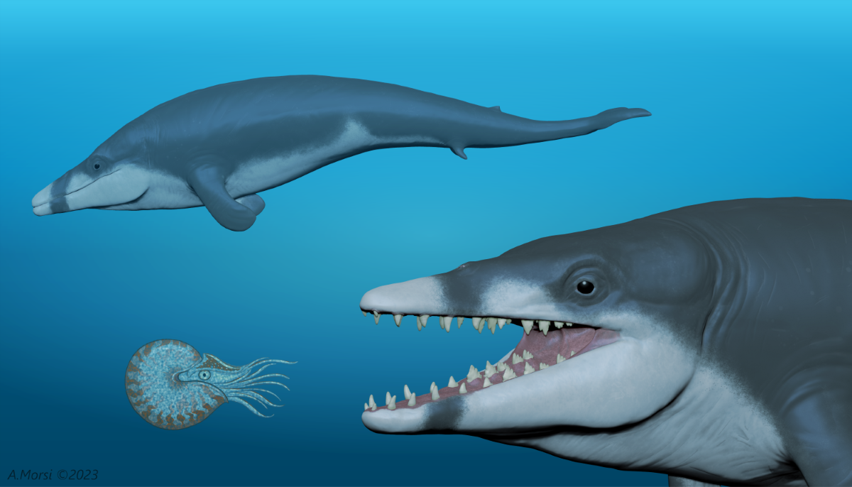 فريق بحثي يكتشف جنس ونوع جديد من الحيتان المنقرضة التي عاشت في مصر منذ حوالى41 مليون سنة
